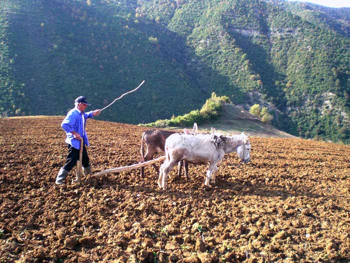 Ploughing in Skrapar in central Albania (Photo: Robert Elsie, November 2010).